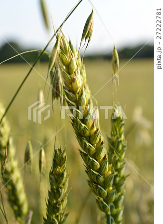 oats growing in a field 27222781