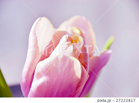 Soft Pink Tulip 27222817