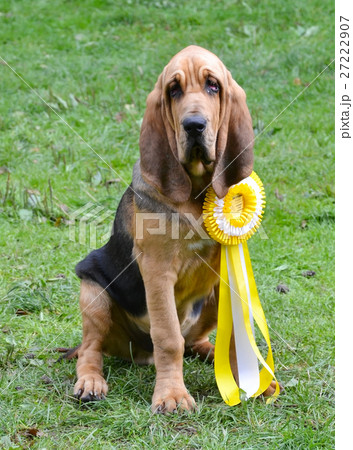 Winner dog 27222907