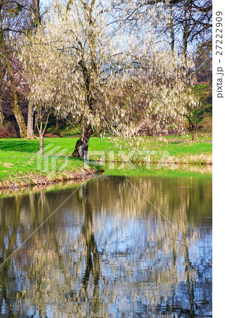 Flowering tree Flowering tree 27222909