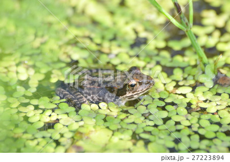 ヤマアカガエル 27223894