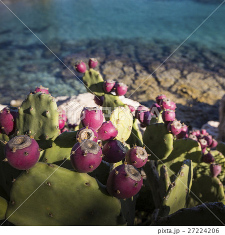Prickly pear cactus growing on the sea bank. 27224206