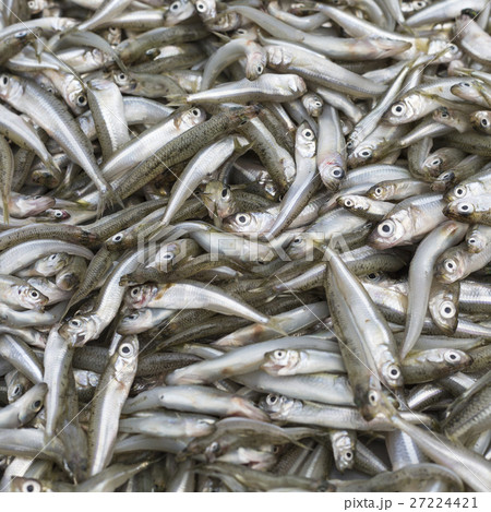 Abundance of fresh fish on market display. Abundance of fresh fish on market display. 27224421