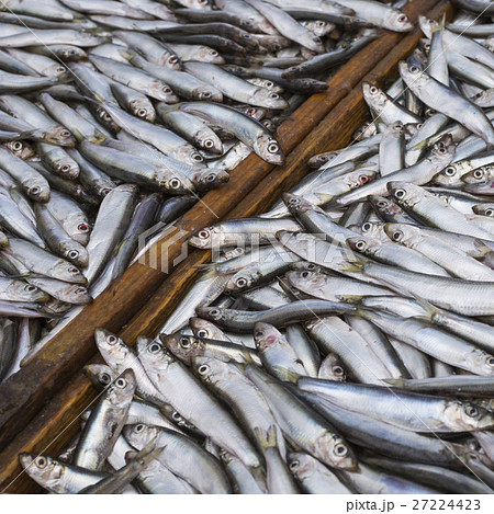 Abundance of fresh fish on market display. Abundance of fresh fish on market display. 27224423