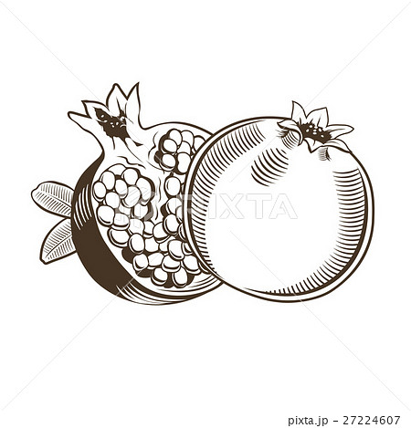Pomegranates in vintage style Pomegranates in vintage style 27224607
