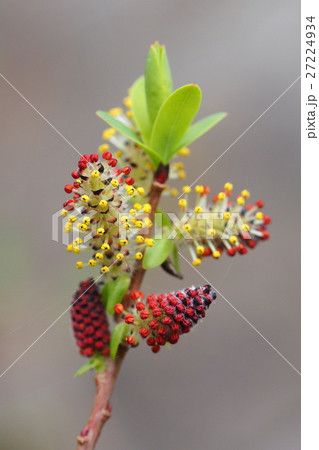 ヤナギの花の写真素材