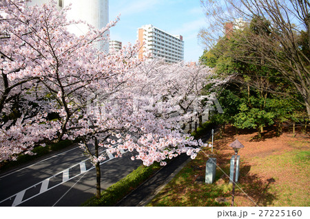 練馬区 光が丘公園の桜 練馬区 光が丘公園の桜 27225160