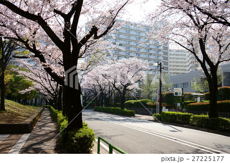 練馬区　光が丘公園の桜 27225177