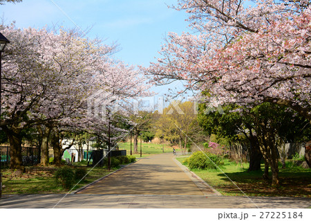 練馬区 光が丘公園の桜 練馬区 光が丘公園の桜 27225184