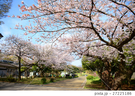 練馬区 光が丘公園の桜 練馬区 光が丘公園の桜 27225186