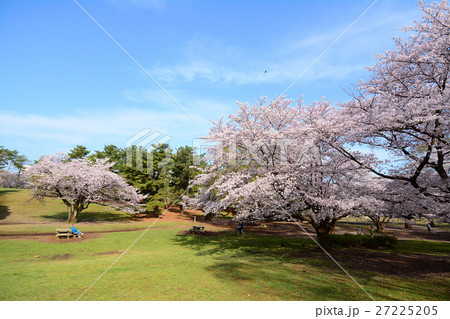 練馬区 光が丘公園の桜の写真素材