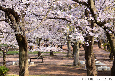 練馬区 光が丘公園の桜 練馬区 光が丘公園の桜 27225210
