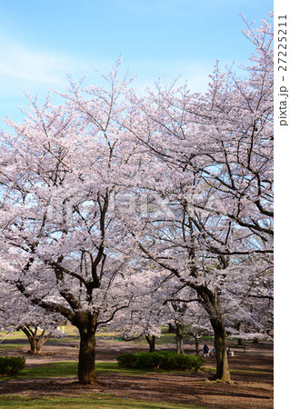 練馬区 光が丘公園の桜 練馬区 光が丘公園の桜 27225211