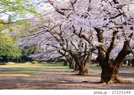 練馬区 光が丘公園の桜 練馬区 光が丘公園の桜 27225249