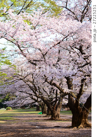 練馬区 光が丘公園の桜 練馬区 光が丘公園の桜 27225251