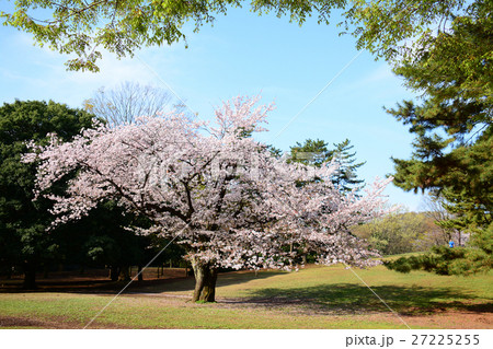 練馬区 光が丘公園の桜 練馬区 光が丘公園の桜 27225255
