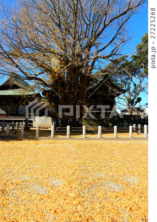 葛飾八幡宮、千本公孫樹の落ち葉(12月)千葉県市川市 葛飾八幡宮、千本公孫樹の落ち葉(12月)千葉県市川市 27225268