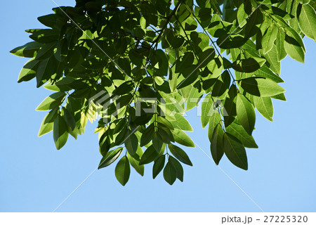 green leafs on sun light 27225320