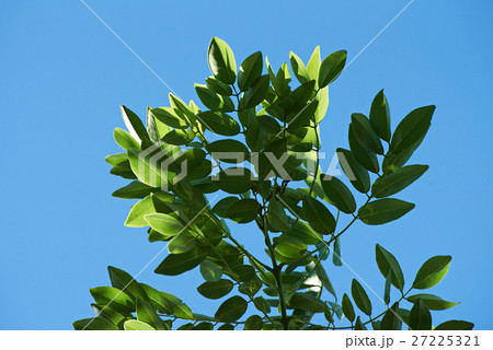 fresh green tree leafs 27225321