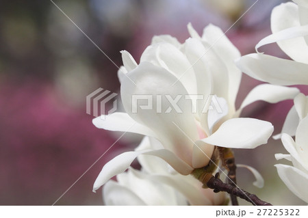 ハクモクレンの花 27225322
