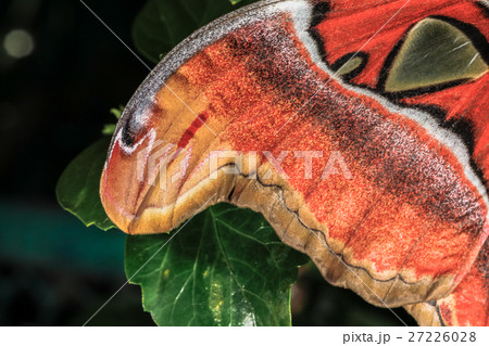 wing of Attacus atlas Moth the giant butterfly. wing of Attacus atlas Moth the giant butterfly. 27226028