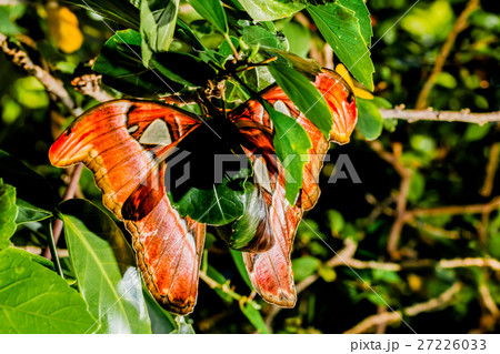 wing of Attacus atlas Moth the giant butterfly.  27226033