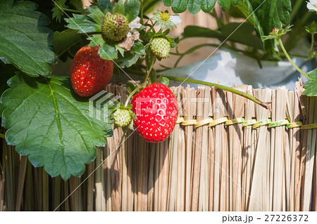 Strawberry with planting strawberry background Strawberry with planting strawberry background 27226372