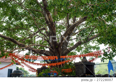 菩提樹 ダンブッラ石窟寺院 スリランカ 菩提樹 ダンブッラ石窟寺院 スリランカ 27228007