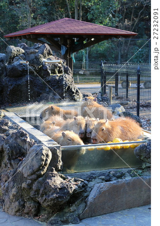 ゆず入りの温泉に入るカピバラ ゆず入りの温泉に入るカピバラ 27232091