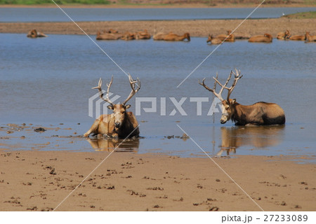 Dafeng National Natural Reserve. 27233089