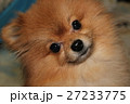犬 27233775