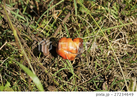 agricultural cultivation abandoned and rotting 27234649