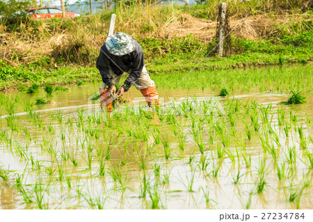 Farmers transplant rice in field Farmers transplant rice in field 27234784