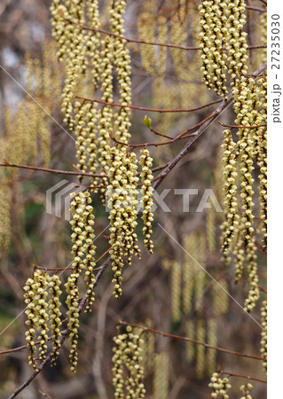 キブシの花 キブシの花 27235030