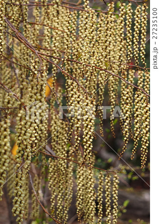 キブシの花 27235100