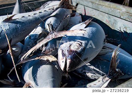 マグロ マグロ 27236219