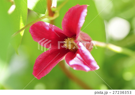 クレマチス クレマチス 27236353