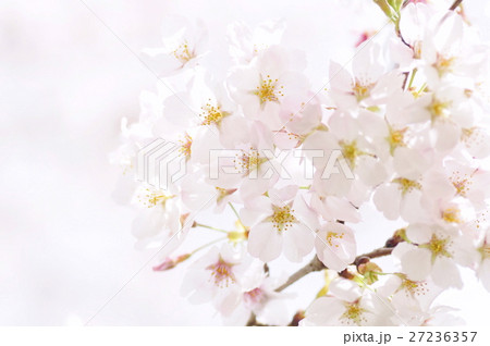 桜 27236357