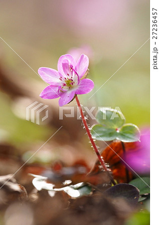 雪割草の花 27236457