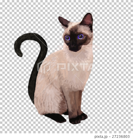 Shamnenko Shamnenko 27236803