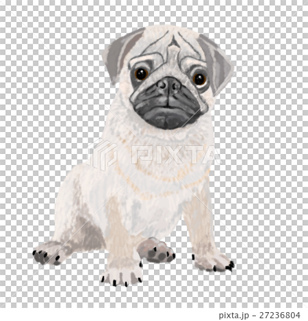 Pug 27236804