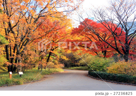 皇居東御苑、二の丸庭園の紅葉（12月）東京都千代田区 27236825