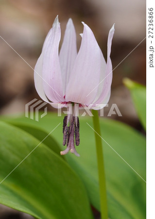 カタクリの花（アルビノ種） 27236866