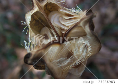 ウバユリの種 ウバユリの種 27236983