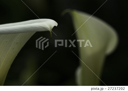 花 フラワー お花 27237202