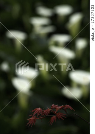 花 フラワー お花 27237203