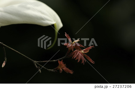 花 フラワー お花 27237206