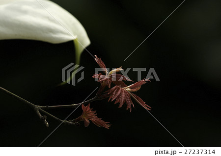 花 フラワー お花 27237314