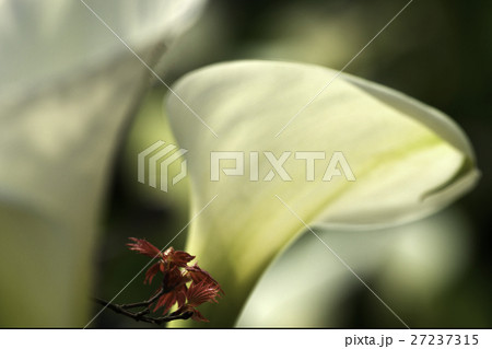 花 フラワー お花 27237315