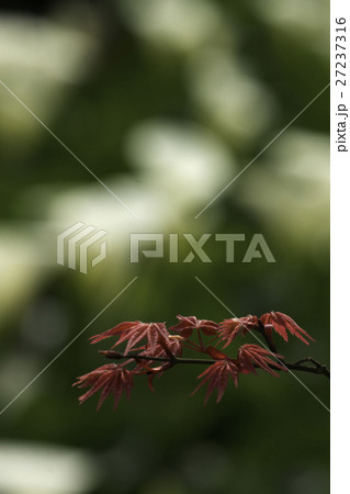 花 フラワー お花 27237316